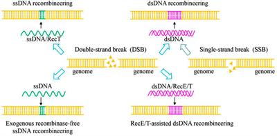 CRISPR/Cas tools for enhancing the biopreservation ability of lactic acid bacteria in aquatic products